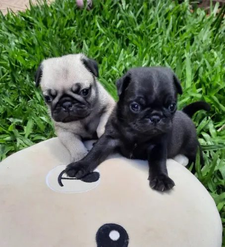 Pug,Pug Filhote Linda Linhagem Disponível