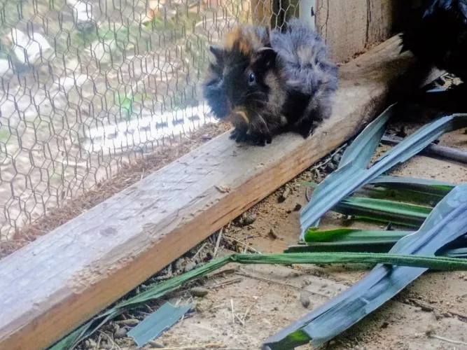 Filhote de porco da índia 