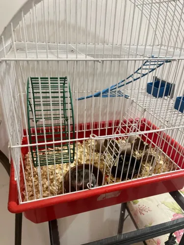 Doação hamster