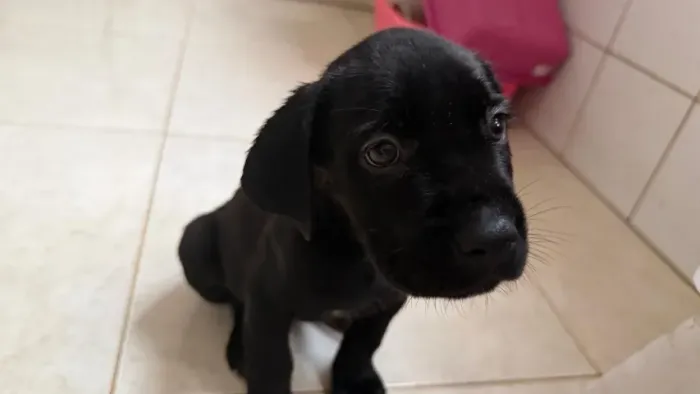 Filhote de Cane Corso