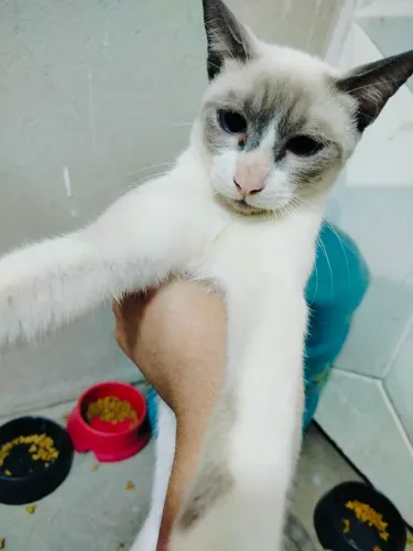 GATOS PARA DOAÇÃO 