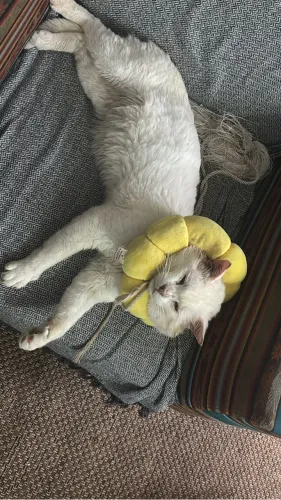 Gato para adoção 