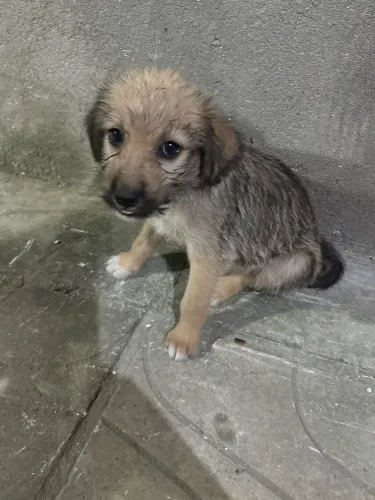 Filhote de poodle para doação 