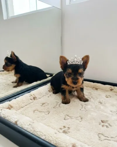 Yorkshire Terrier Filhote Pura Fofura
