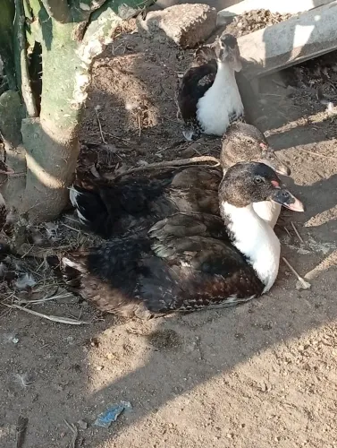 Vendo patos