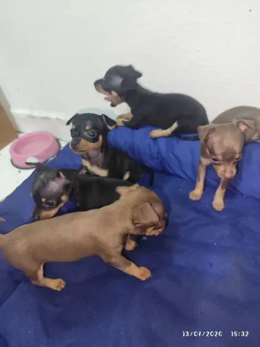 Pinscher 