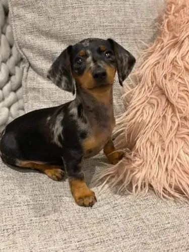 Dachshund Ternura Que Preenche Seu Cotidiano