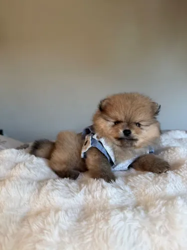 Lulu da Pomerania