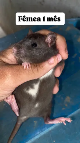 Ratos Twisters 