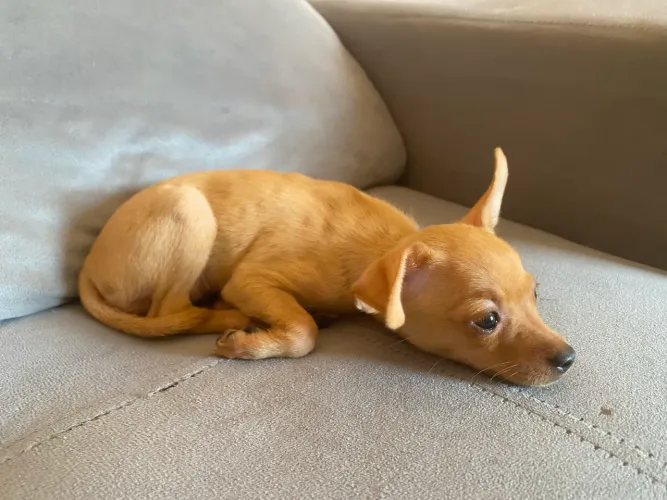 Linda Fêmea de Pinscher Miniatura Disponível