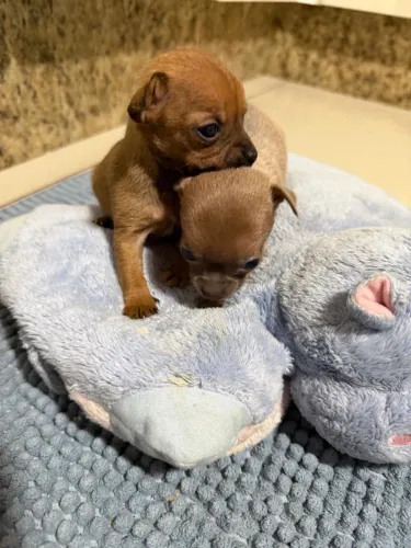 Filhotes chihuahua