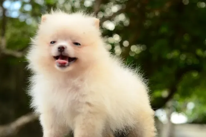 Spitz Alemão Anão, de verdade, URSINHO