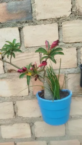 Vende se rosa do deserto 