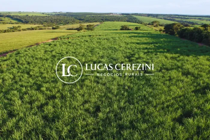 14 alqueires 12 em cana usina COFCO