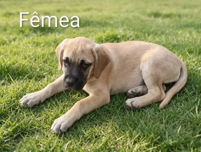 Filhotes Cane Corso 