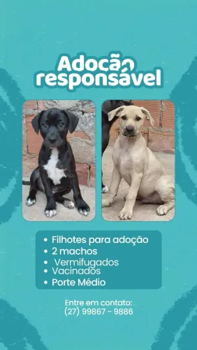 Adoção responsável