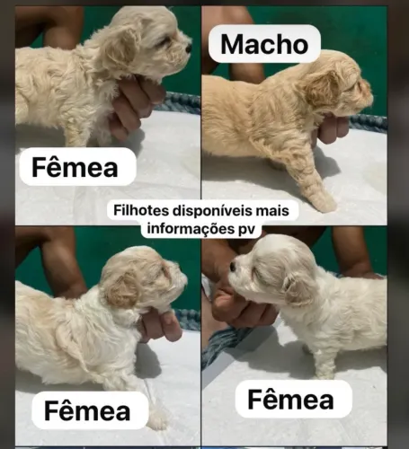 Filhoses disponíveis nº1