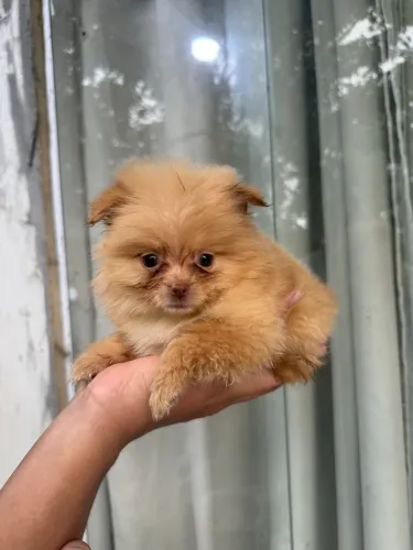 Lulu da pomerania spitz alemão fêmea orange caramelo creme