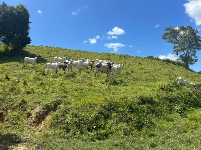 Vendo fazenda em Ribeirão pe 23 hectares porteira fechada 18 cabeças de cado
