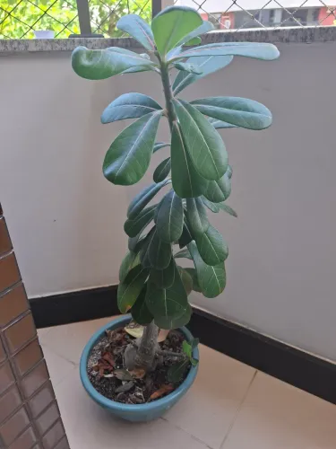 Rosa do Deserto