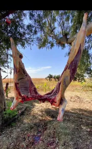 Carne 