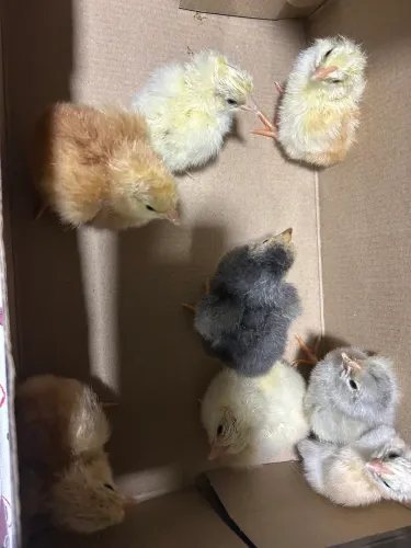 Pintinhos caipira