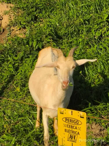 Lote de Cabritos - 6 Fêmeas  e 4 Macho -Ótima Procedência!
