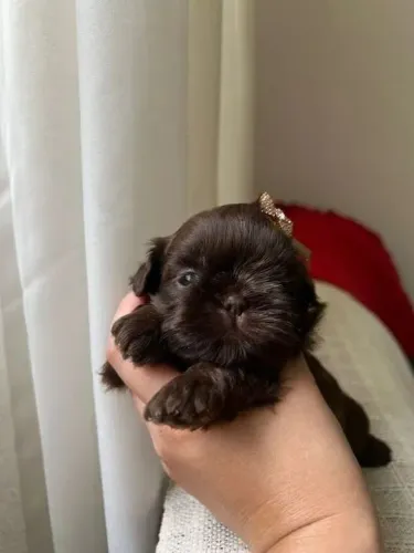 Shih tzu Um filhotinho lindo para completar sua família