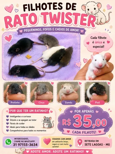 rato Twister à venda por r$ 35