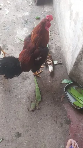 Vendo galo