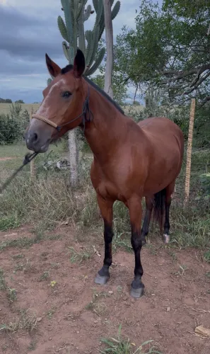 Égua castanha