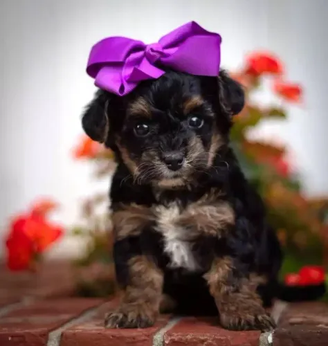 Oferta extra Cachorro yorkshire com shitzu opções apartir de 199