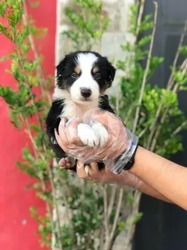 Border Collie Inteligente e Saudável com Entrega Segura e Suporte Completo