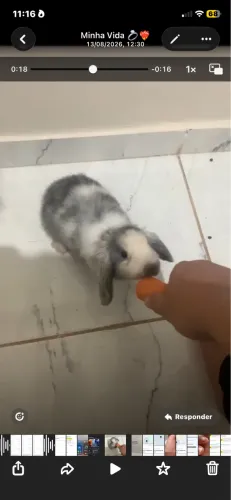 Coelho Holland Lop ou Anão Holandês