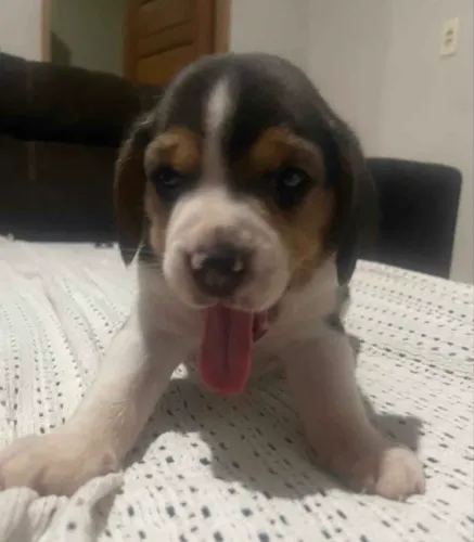 Cachorro