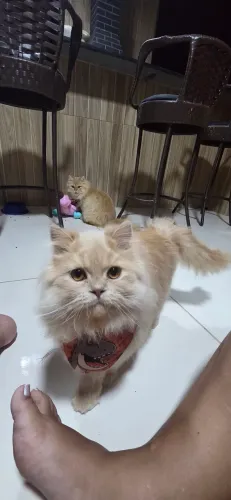Gato persa 