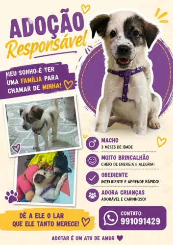 Doando cachorro