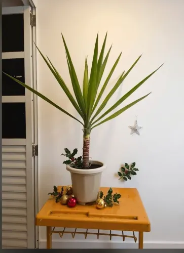 YUCCA NATURAL LINDÍSSIMA MÉDIDAS APROXIMADAMENTE 1M