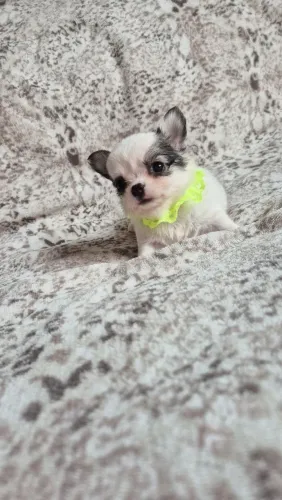 Chihuahua mini