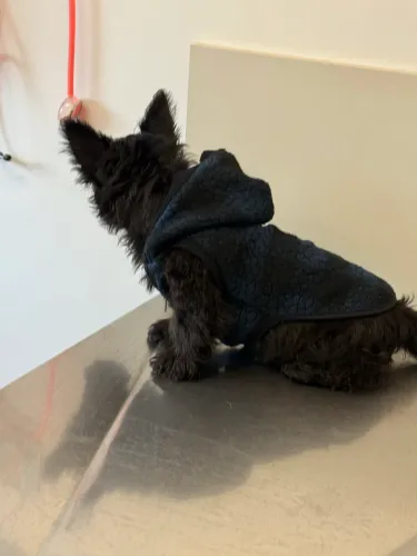 Filhotes de Terrier escocês com pedigree CBKC
