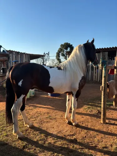 Cavalo paulista