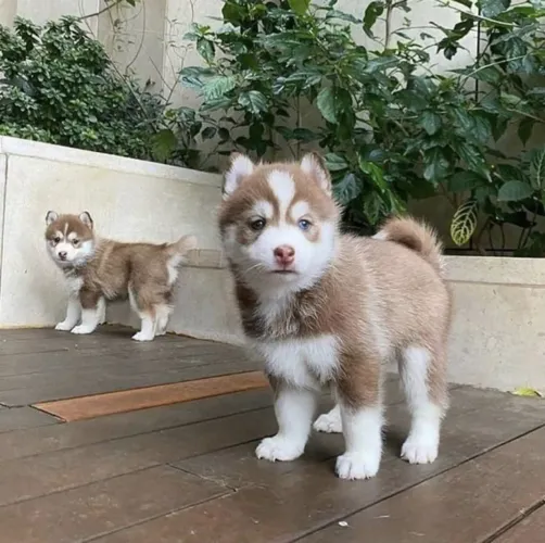 Filhotes de Husky Siberiano gracinhas com energia equilibrada 