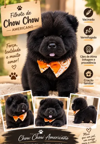 Chow Chow americano 