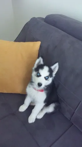 Filhotes de Husky Siberiano | Amor em forma de carinho.