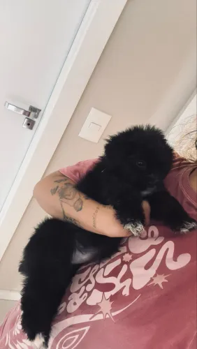 Lhasa Apso com shih tzu