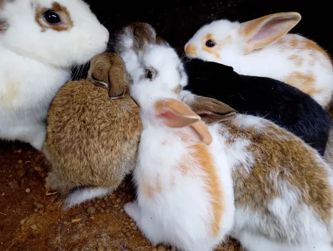 Coelhos