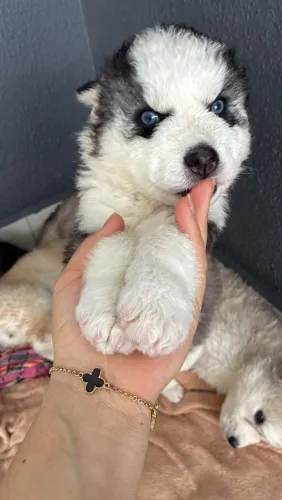 Husky Siberiano