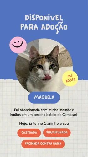 Gatinha para adoção responsável