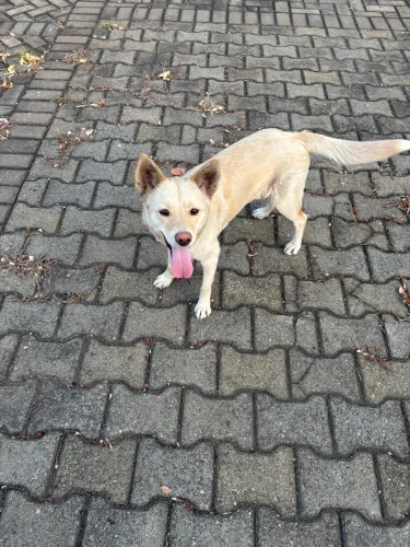 Adoção Cachorrinha