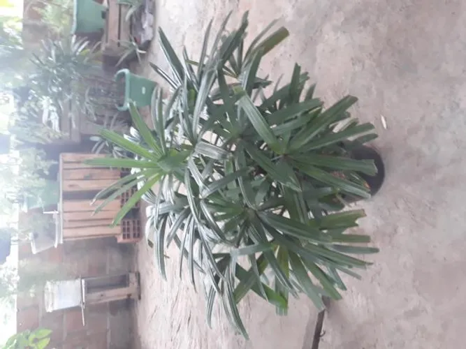 Planta Palmeira-dama / decoração 